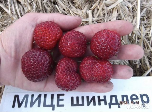 Мице шиндлер клубника фото