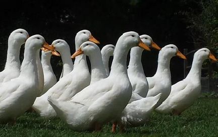 Яйцо бройлерной утки ст 5