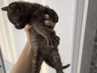 Сфинкс донской кошка объявление продам