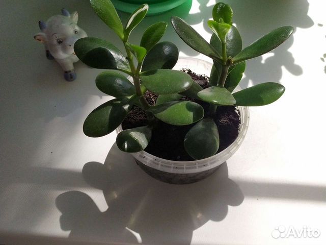 Толстянка, каланхоэ цветущий(красный), алоэ