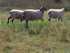 Романовские овцы племенные объявление продам