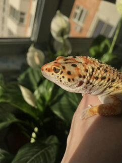 Эублефар (самец) предлагает вязку