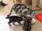 Британские мраморные котята с документами объявление продам