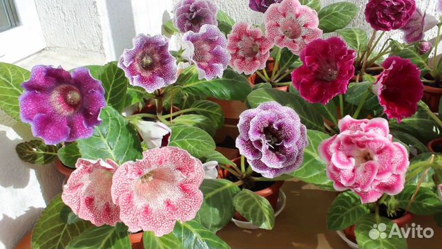 Глоксиния. Смесь сортов. Семена ручного опыления