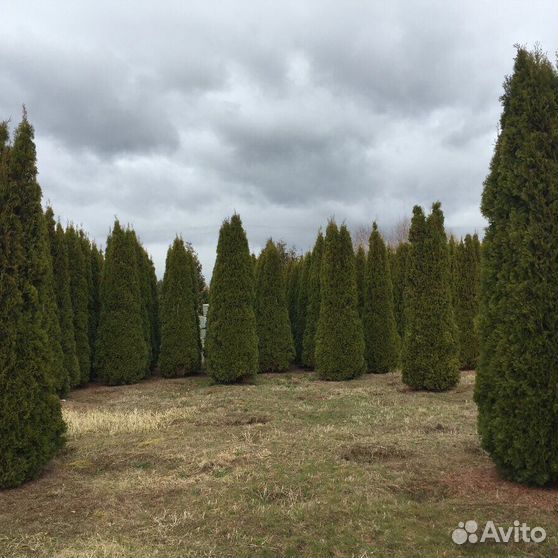 Туя смарагд в ландшафтном дизайне и описание