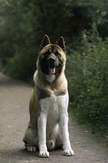 Вязка кобеля Американская акита