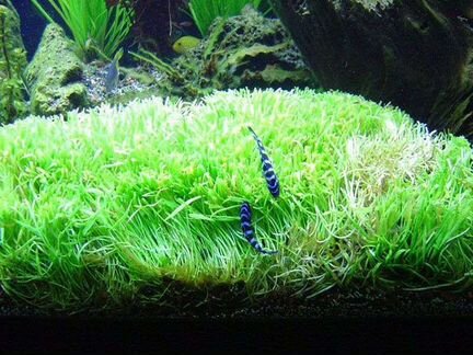 Аквариумные растения