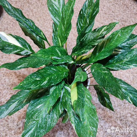 Спатифиллум Даймонд вариегатный купить в Москве | Товары для дома и ...