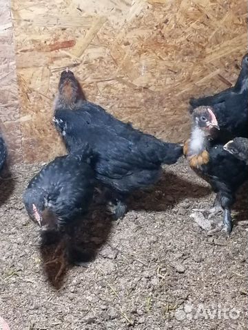 Цыплята маран чёрно-медный