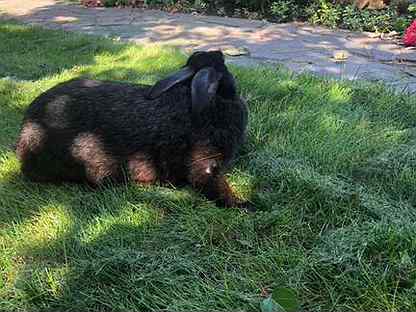 кремовый шпиц в линьки. баня уварово тамбовская область. внииплем вкс 15. уварово улица интернациональная. авито уварово животный.