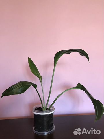 Продам цветы эухариса цветущего