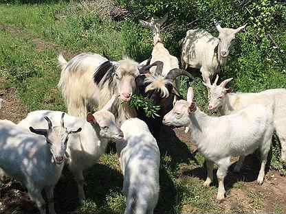 Зааненские козы дойные и козлята разного возраста