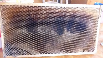 Продам сушь. Рамка рута. Темная