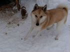 Западно-Сибирской лайки щенки объявление продам