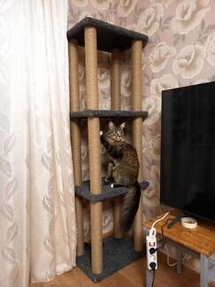 Когтеточка, домик кошке, котенка, лежанка