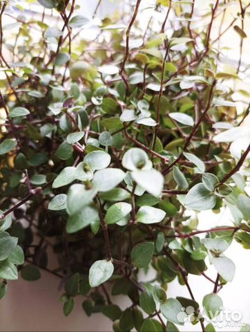 Коллизия ползучая