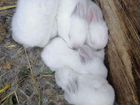 Калифорнийские кролики объявление продам