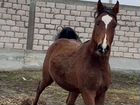 Арабские лошади объявление продам