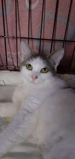 Кошка бесплатно в дар