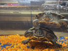Красноухие чрепахи с аквариумом