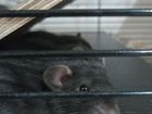Декоративные крысята объявление продам