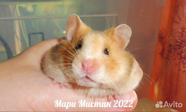 Атласные хомяки до 300 грамм + Туалет на 5+ видео