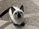 Тайский котенок объявление продам