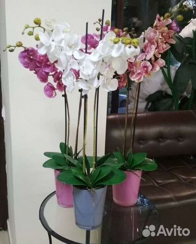 Орхидеи фаленопсис и цимбидиум