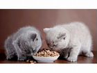 Британские плюшевые котятки объявление продам