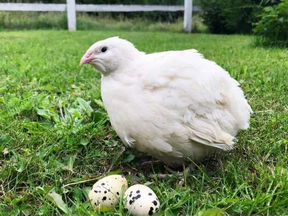 Перепела +(инкубационное яйцо)
