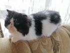 Продам персидского котенка объявление продам