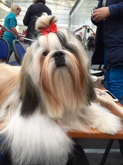 Вязка ши-тцу