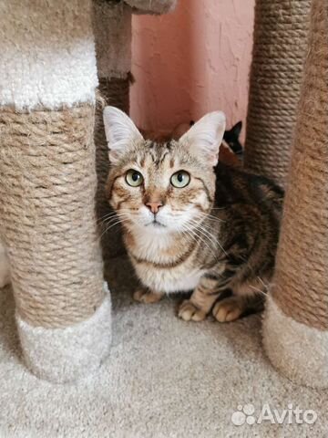 Котик из приюта ищет дом