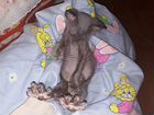 Продается котенок Донской Сфинкс объявление продам