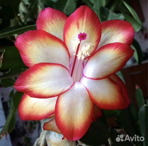 Декабрист шлюмбергера