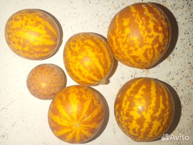 Огурдыни семена: Королевы Анны.Грин Бьюти.Нектарин