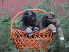 Классные щенки кавказской овчарки объявление продам