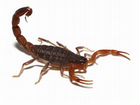 Скорпион adult - Lychas tricarinatus
