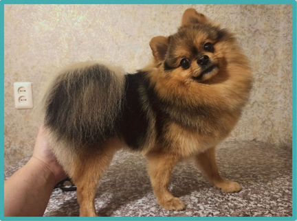 Грумер.Стрижка собак и кошек