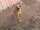Собака породы родезийский риджбек объявление продам