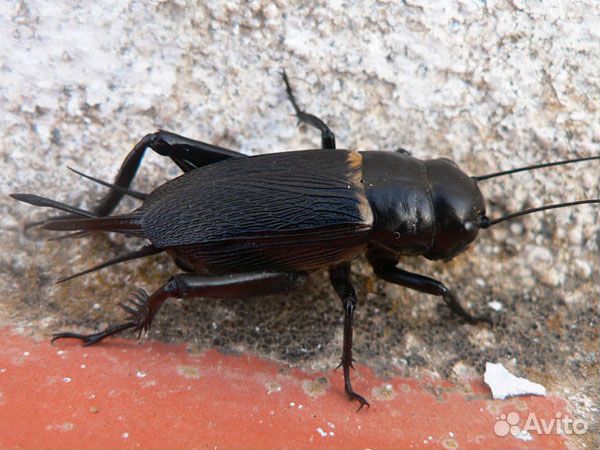 Сверчок,Зофобас,Таракан,Мучник,Кормовые Насекомые