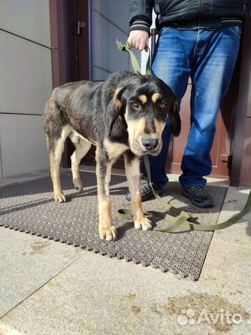 Молодой пёс в добрые руки. 10 мес