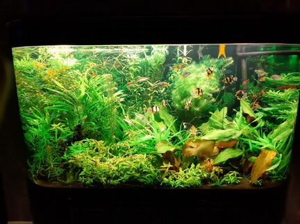 Обслуживание аквариума. Чистка. Быстрый запуск