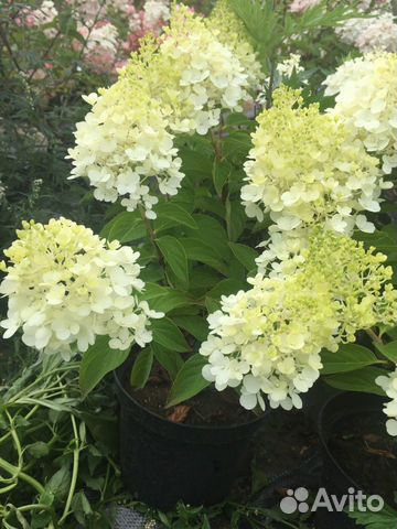 Гортензия метельчатая