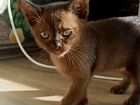 Бурмансие котята объявление продам