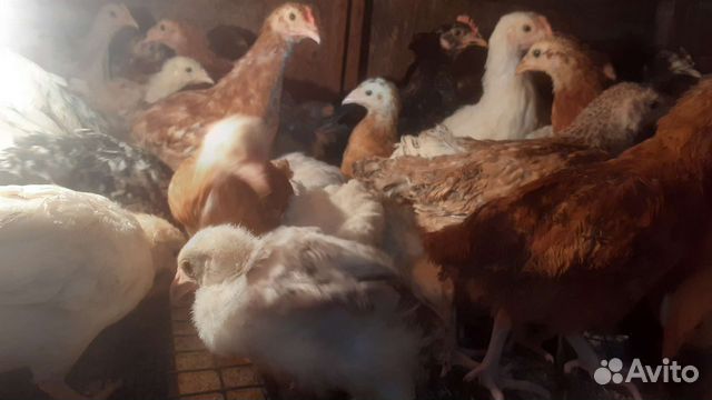 Двухмесячные цыплята