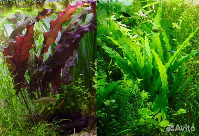 Барклайя, кувшинки, ароидные и др