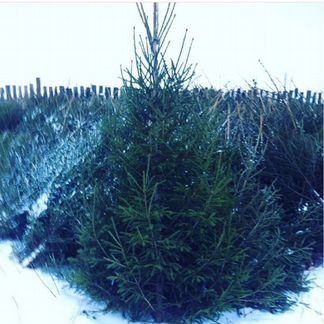 Елка Ель Сосна Новогодняя Живая Оптом