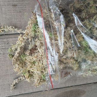 Мох сфагнум для Ахатин