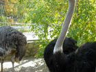 Черно австралийский страус